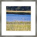 Flying Low Framed Print