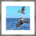 Flying Pair Framed Print