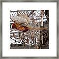 Flying Pheasant Framed Print