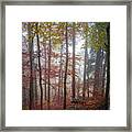 Fog In Autumn Forest Framed Print