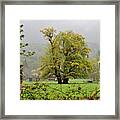 Foggy Morning Framed Print