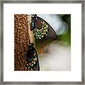 Follow The Leader Framed Print