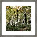 Forest Canopy Framed Print