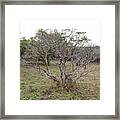 Forest Character Tree Framed Print