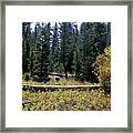 Forest Clearing Framed Print