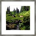 Forest Framed Print