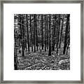Forest Fade Framed Print