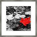Forest Floor Maple Leaf Framed Print