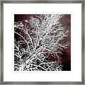 Forest Ghosts - 003 Abstract Fire Framed Print