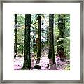 Forest Giants Framed Print