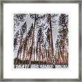 Forest In Finland Framed Print