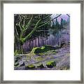 Forest In Wales Framed Print