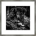 Forest Mushrooms Framed Print