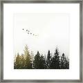 Forest Framed Print