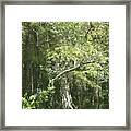 Forest On A Swamp Framed Print