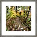 Forest Path Framed Print