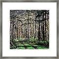 Forest Road Framed Print