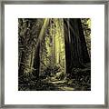 Forest Sunbeams Black And White Framed Print