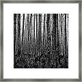 Forest Thru The Trees Framed Print
