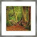 Forest Walk Framed Print