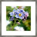 Forget-me-not Framed Print