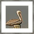 Fort Pierce Pelican Framed Print