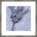 Fossil Crinoid Or Sea Lily Framed Print