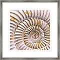 Fossil Of Ammonite, Madagascar Framed Print