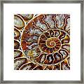 Fossilized Ammonite Spiral Framed Print