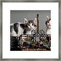 Foster Kittens Framed Print