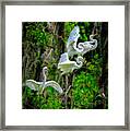 Four Egrets Framed Print