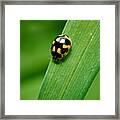 Fourteen Spotted Lady Beetle Framed Print