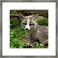 Fox Cub Portrait Framed Print