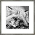 Fox Head Black And White Square Format Framed Print