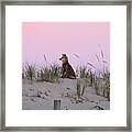 Fox On The Dune At Dawn Framed Print