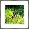 Fox Pup Framed Print