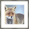 Fox Under The Snow Framed Print