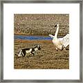 Fox Vs Tundra Swan Framed Print