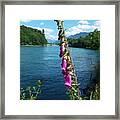 Foxglove On The Skagit River Framed Print