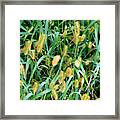 Foxtail Grass 3 Framed Print