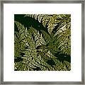 Fractal Ferns Queensland Framed Print