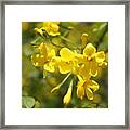Fragrant Yellow Flowers Of Carolina Jasmine Framed Print