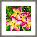 Frangipani Flower Framed Print