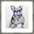 French Bulldog Ozzie Framed Print