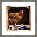 Fresh Eggs Framed Print