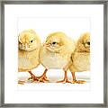 Friends Stick Together Framed Print