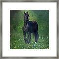 Friesian Mist Framed Print