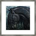 Frisian Stallion Framed Print