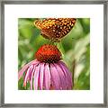 Fritillary And Cone Flower 2018-2 Framed Print