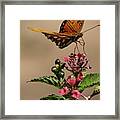 Fritillary Butterfly Framed Print